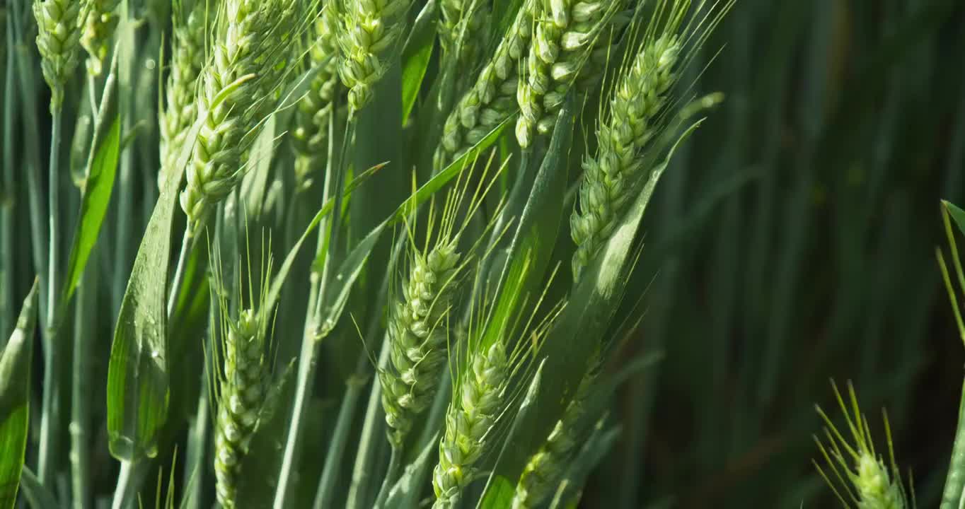 清晨阳光小麦视频素材