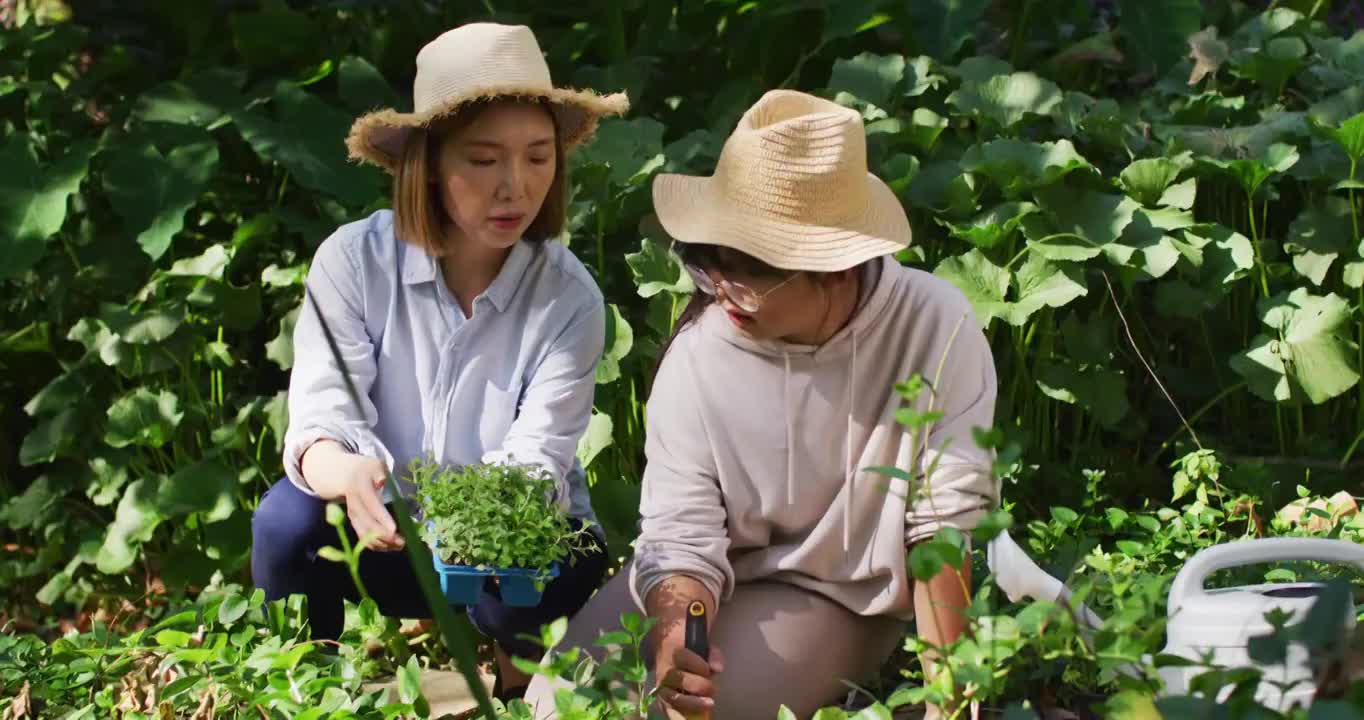 亚洲母亲和女儿在阳光明媚的日子里一起园艺微笑视频素材