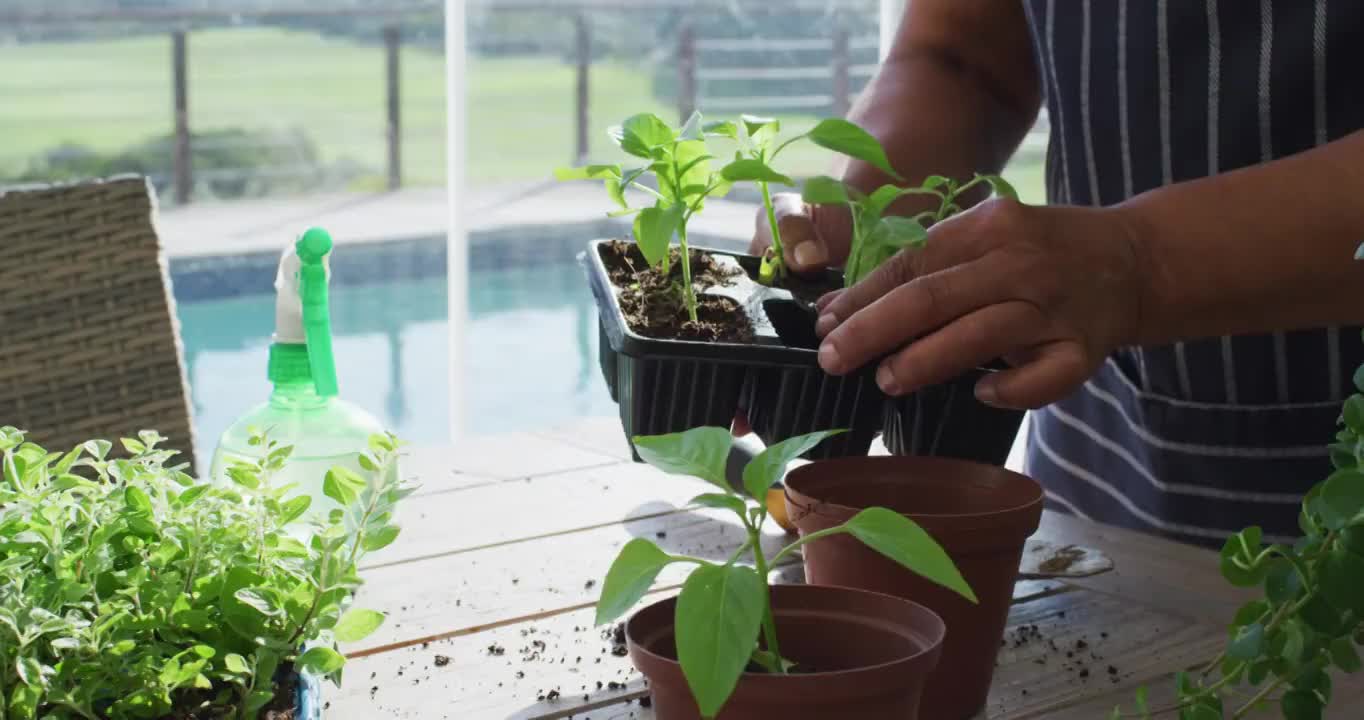 中部非洲裔美国老年妇女在家中移植植物视频素材