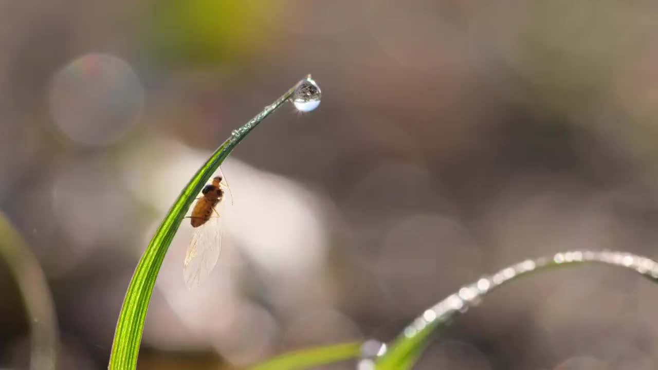 昆虫视频素材