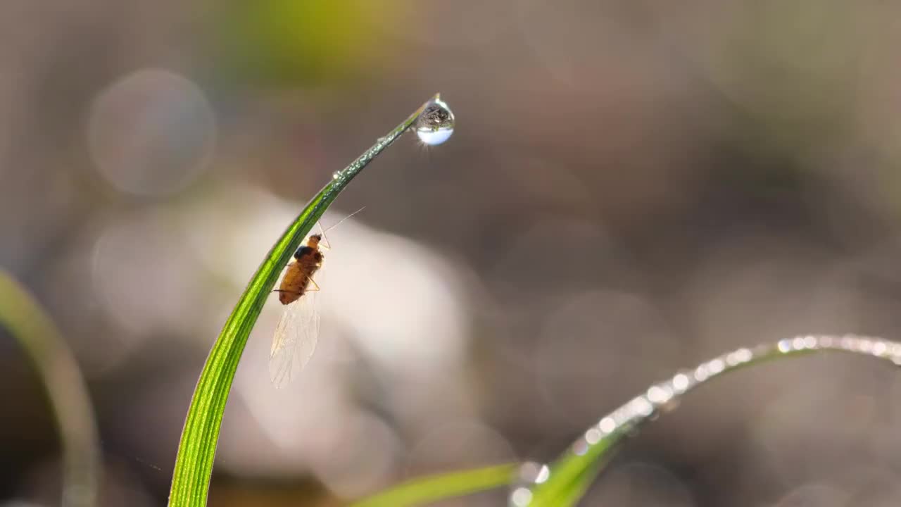 昆虫视频素材