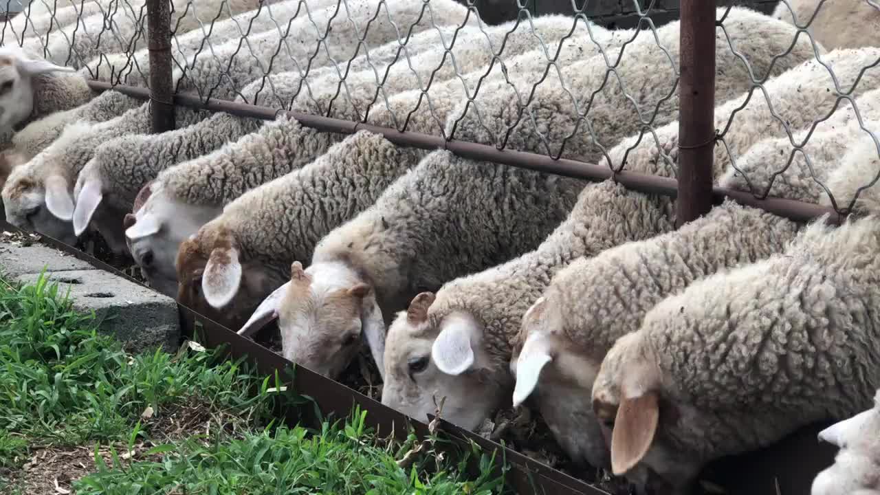 养殖户家中正在吃草料的羊群视频素材