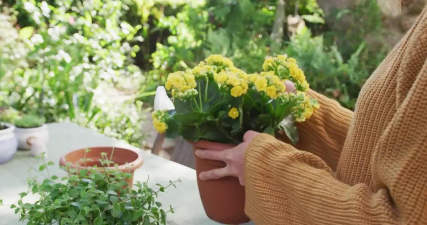 白人妇女中段在阳光花园重新盆栽黄花视频素材