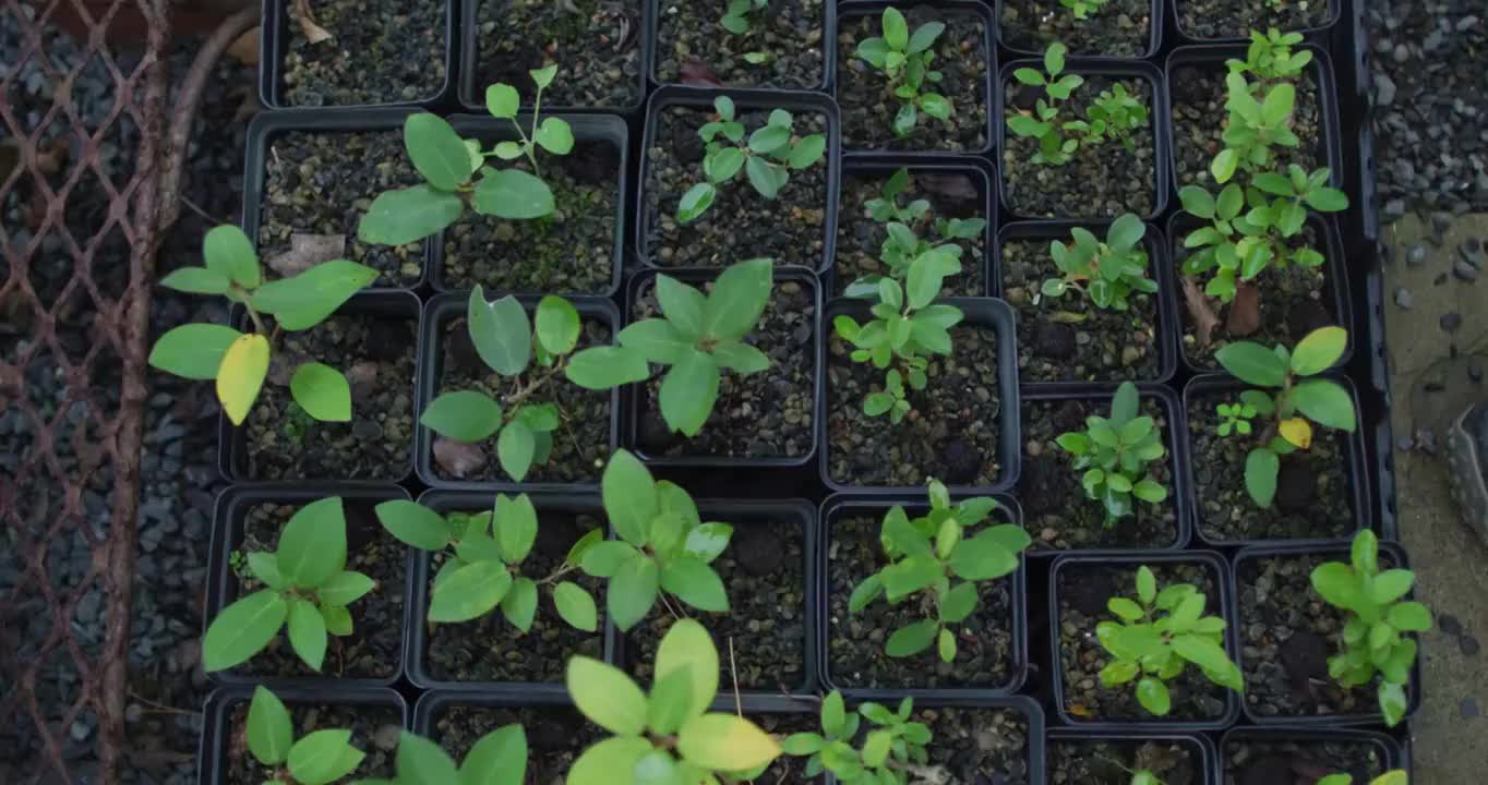 白种人男性园丁的双手种植幼苗在花园中心视频素材