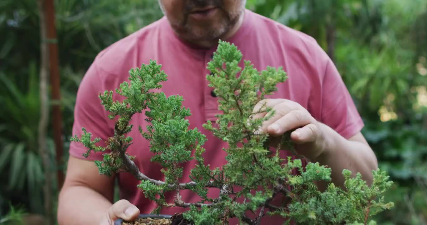 在花园中心，白人男性园丁举着盆景树的肖像视频素材