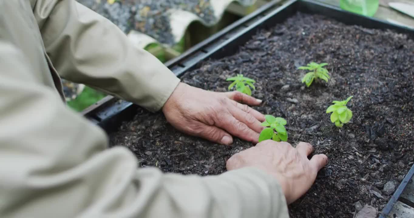 非裔美国男园丁的手在园艺中心种植幼苗视频素材