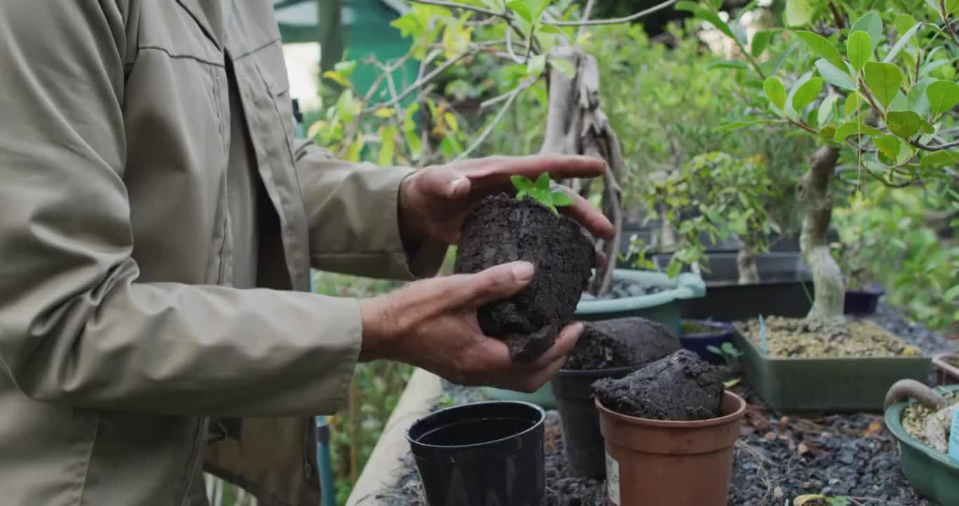 中部非洲裔美国男园丁种植幼苗在花园中心视频素材