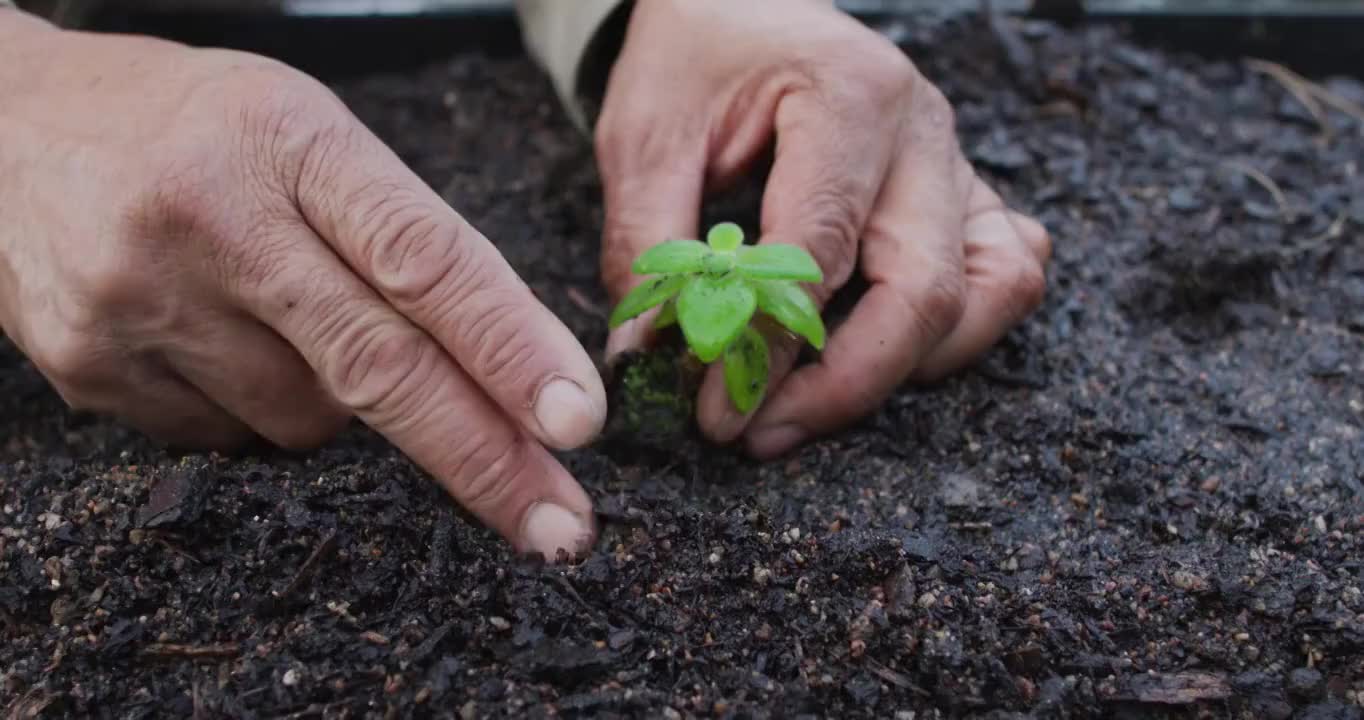 非裔美国男园丁的手在园艺中心种植幼苗视频素材