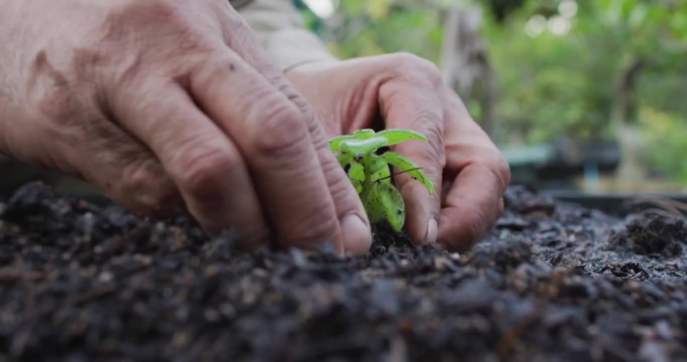 非裔美国男园丁的手在园艺中心种植幼苗视频素材