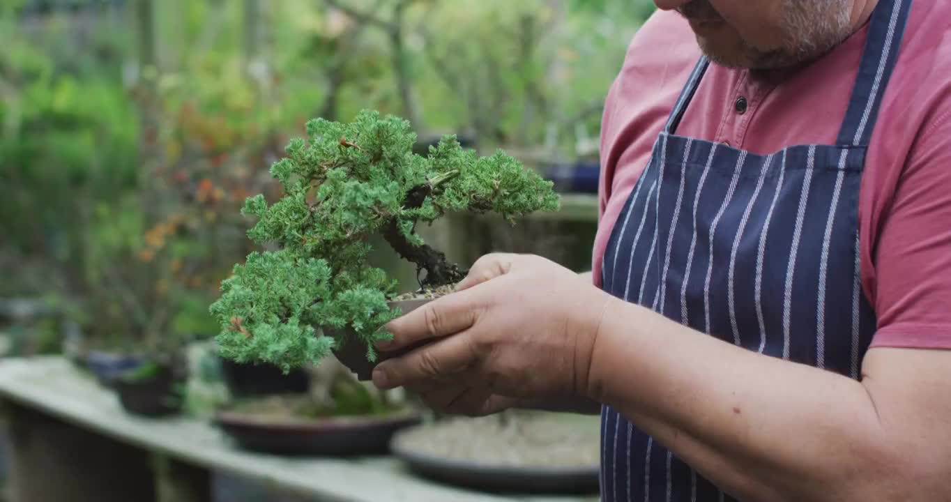 中间的白人男性园丁拿盆景树在花园中心视频素材