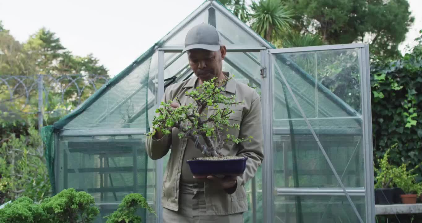 非裔美国男园丁持有盆景树，并看着照相机在花园中心视频素材