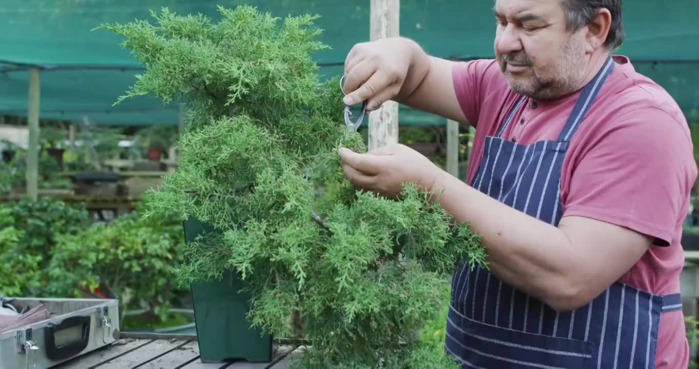 白人男性园丁切割盆景树在花园中心视频素材