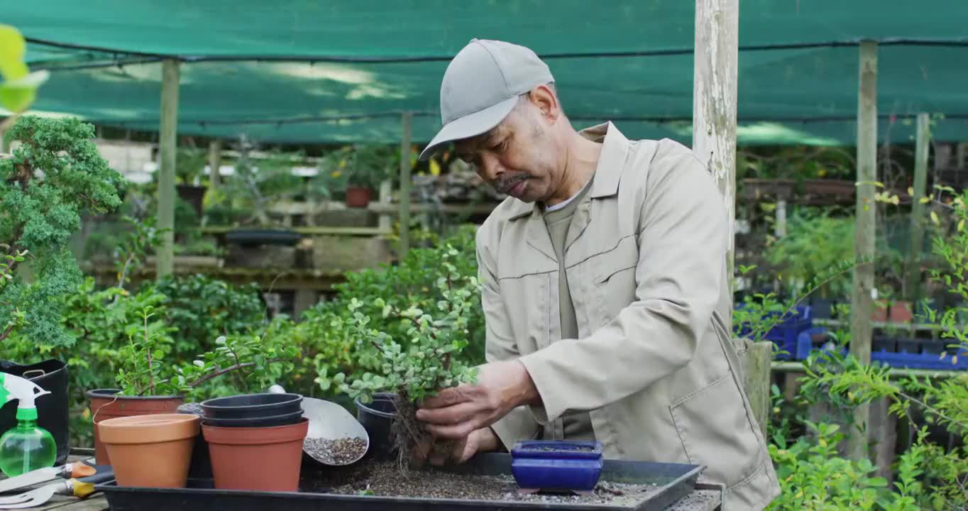 非洲裔美国男性园丁照顾盆景树在花园中心视频素材