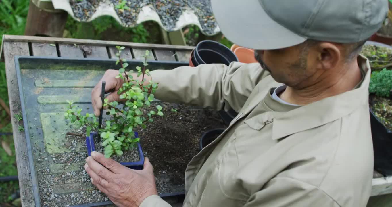 非洲裔美国男性园丁照顾盆景树在花园中心视频素材