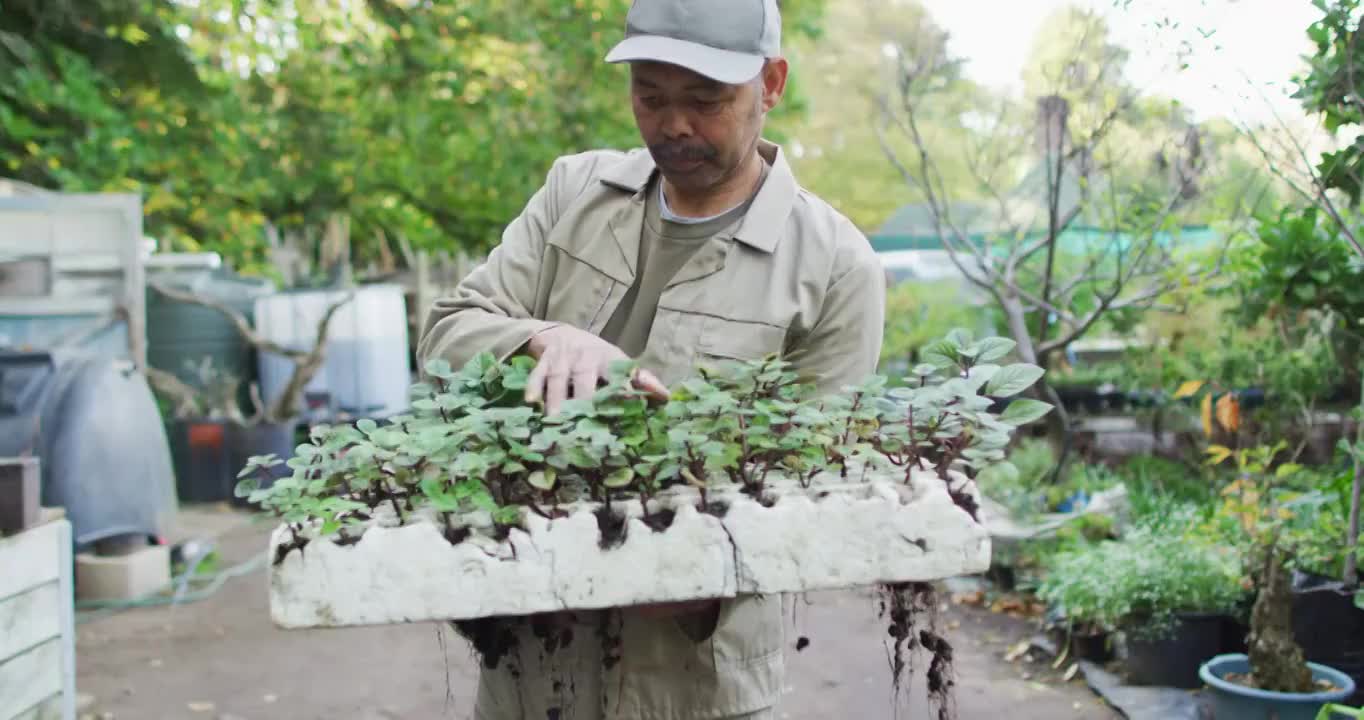 非洲裔美国男园丁抱着幼苗，看着相机和微笑在花园中心视频素材