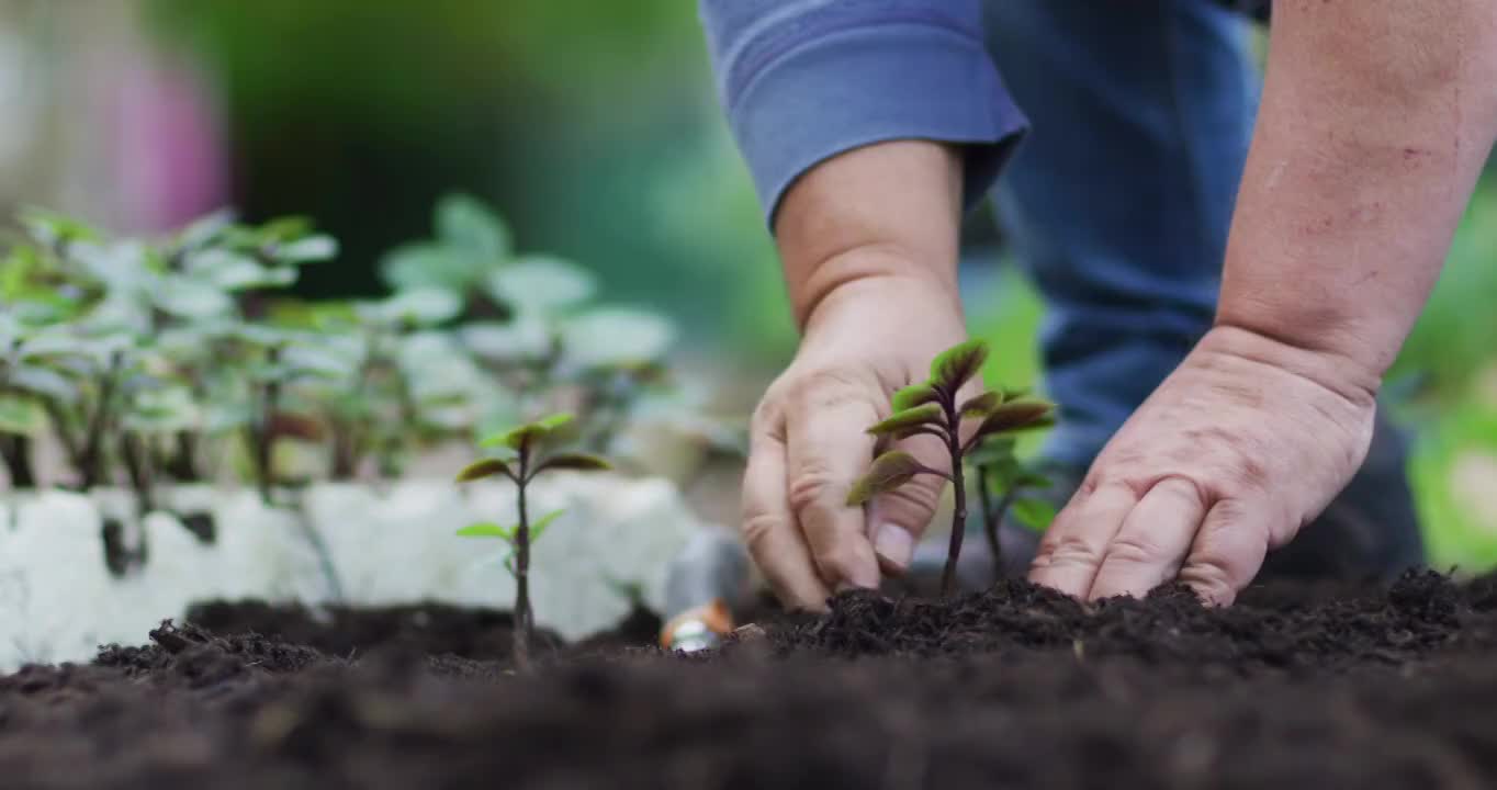 白种人男性园丁的双手种植幼苗在花园中心视频素材