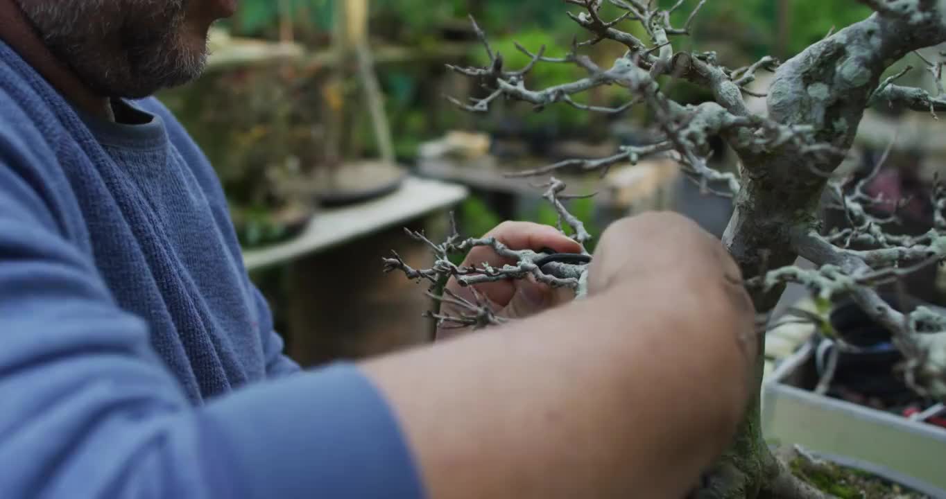 白种人男性园丁的手照顾盆景树在花园中心视频素材