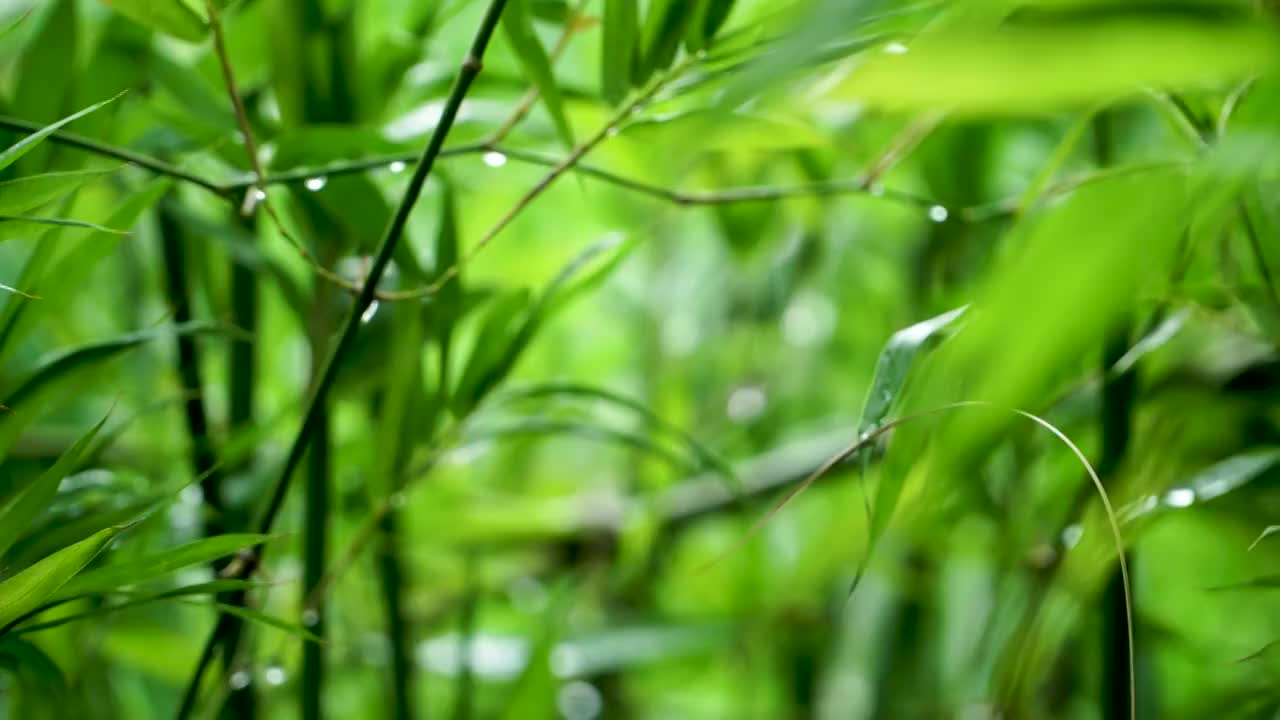 清新感雨后的竹叶视频素材