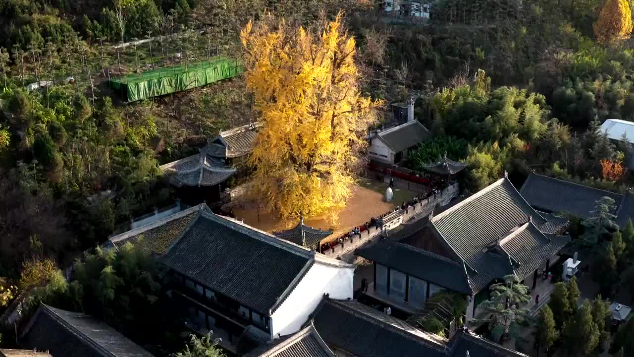 陕西省西安市古观音禅寺银杏树航拍视频素材