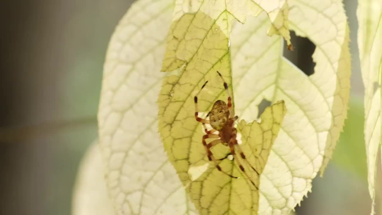 蜘蛛视频素材