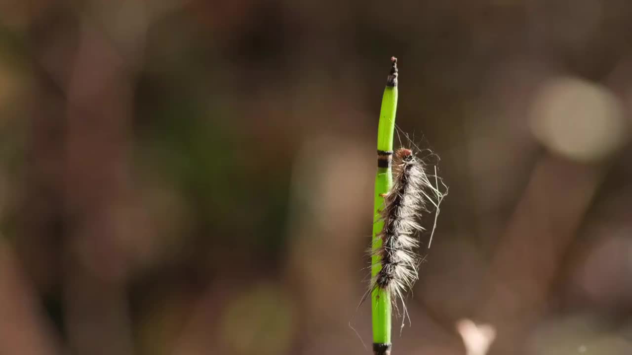 毛虫视频素材