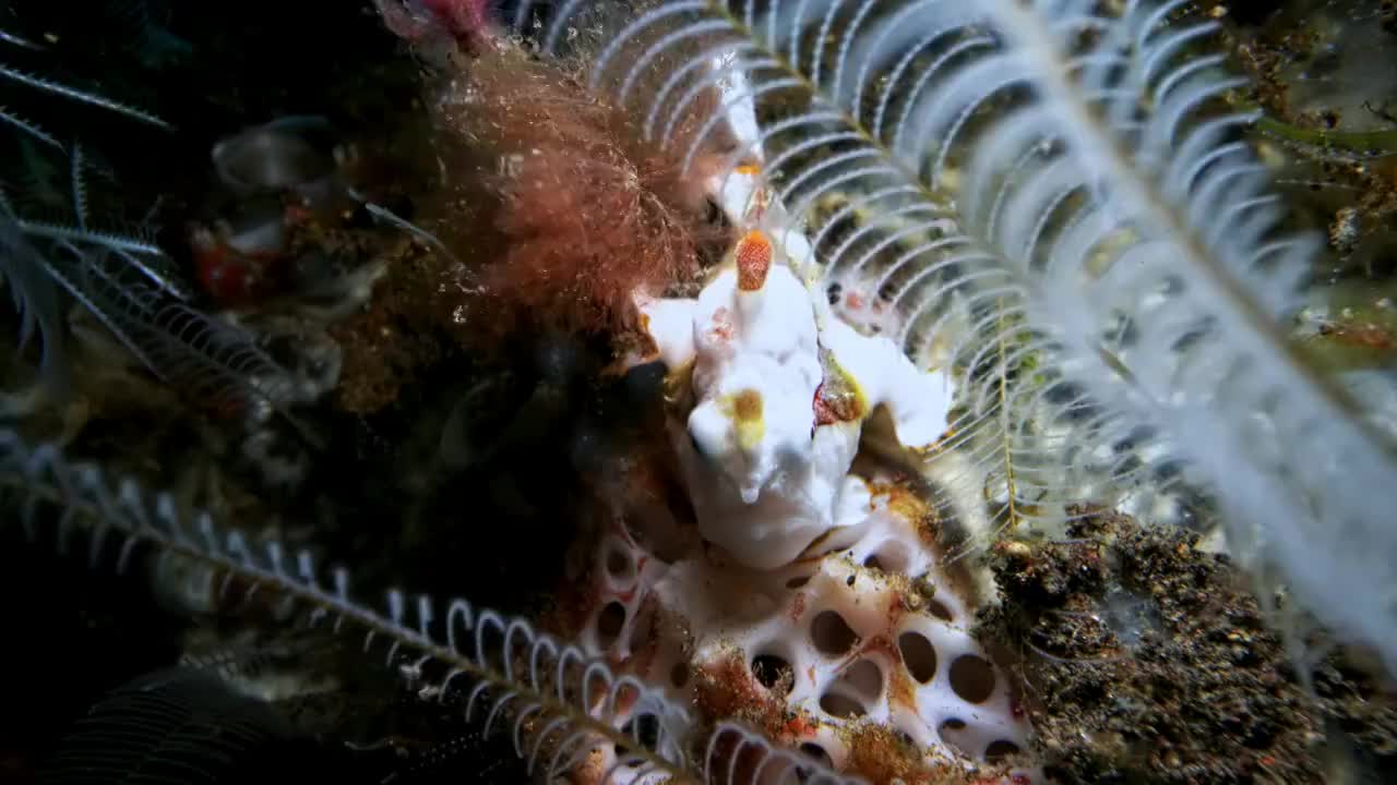 水下摄影神奇神秘的海底世界青蛙鱼视频素材