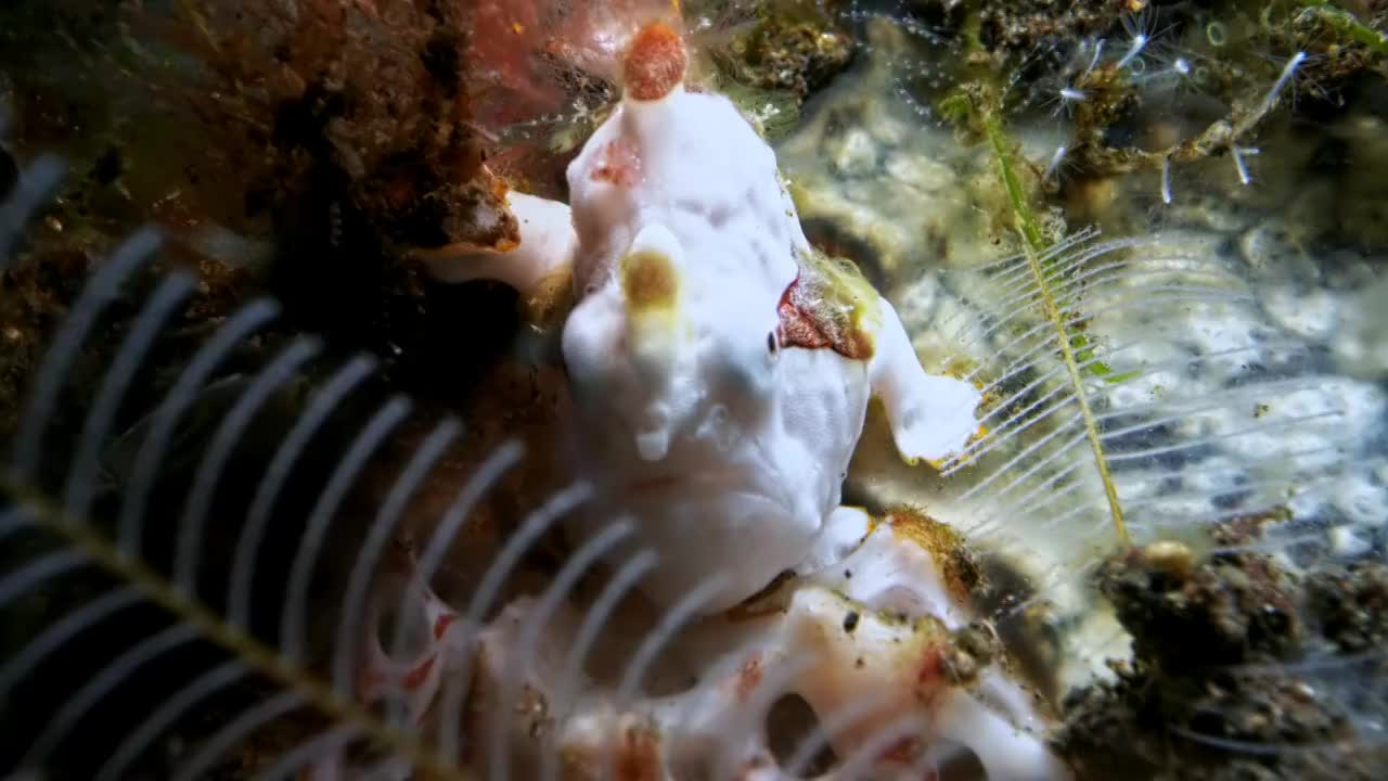 水下摄影神奇神秘的海底世界青蛙鱼视频素材