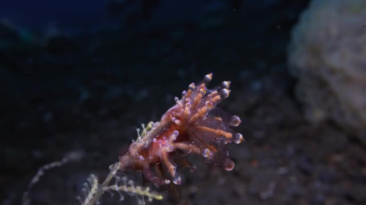 水下摄影神奇神秘的海底世界海兔海蛞蝓视频素材