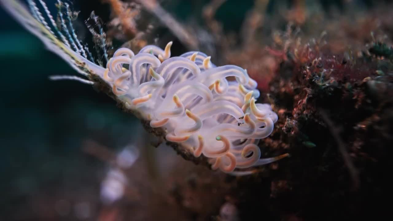 水下摄影神奇神秘的海底世界海兔海蛞蝓视频素材