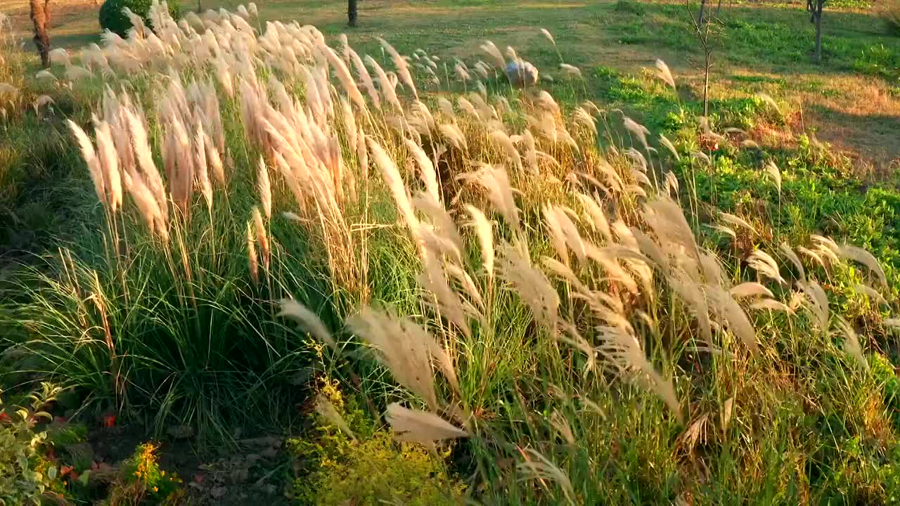 在风中摇摆的芦苇视频素材