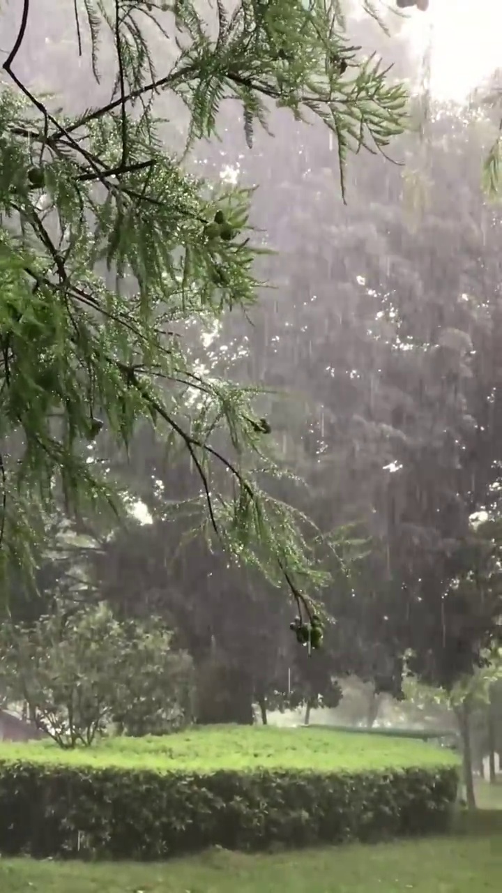 下雨时的树林视频素材