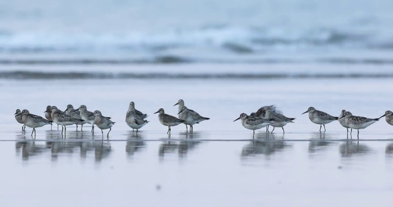 海鸥在沙滩上嬉戏视频素材