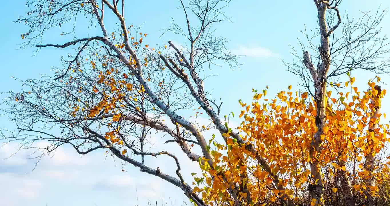 秋季草原上随风摇摆多彩的树木视频素材