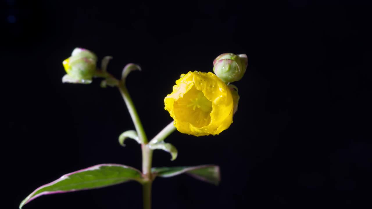 金丝梅花开延时视频素材