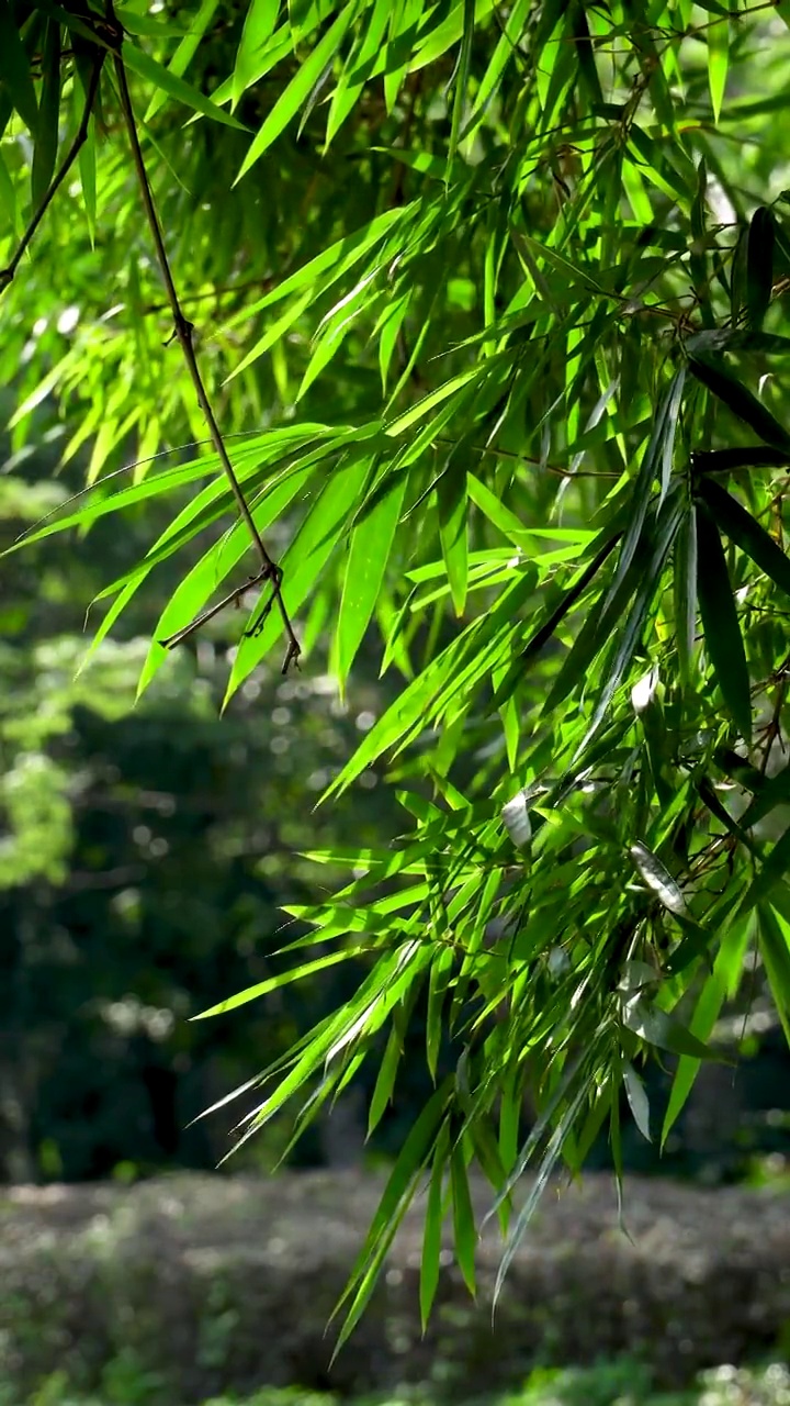 夏天公园的竹子视频素材