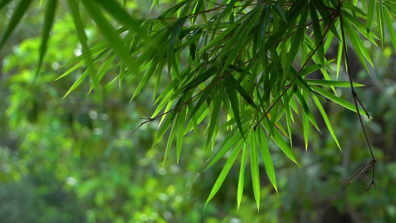 夏天公园的竹子视频素材