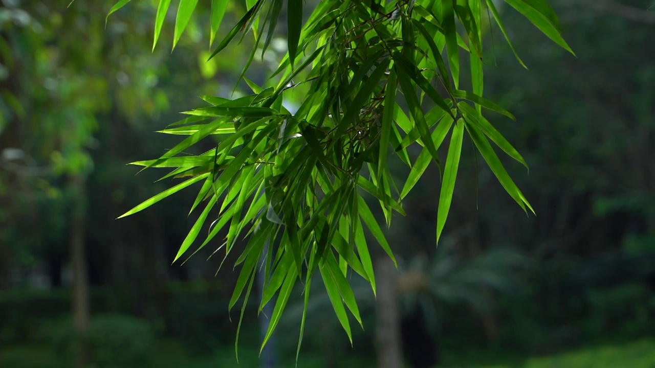 夏天公园的竹子视频素材