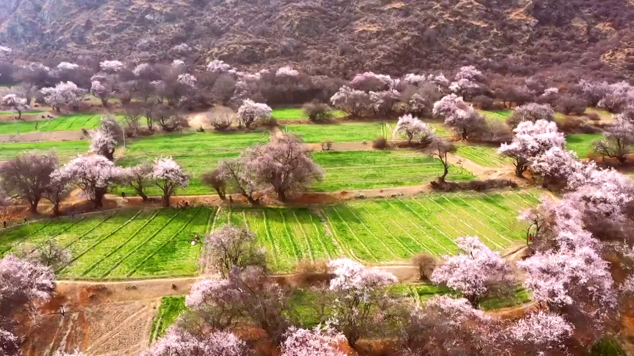 航拍中国西藏林芝波密春天桃花雪山田野视频素材