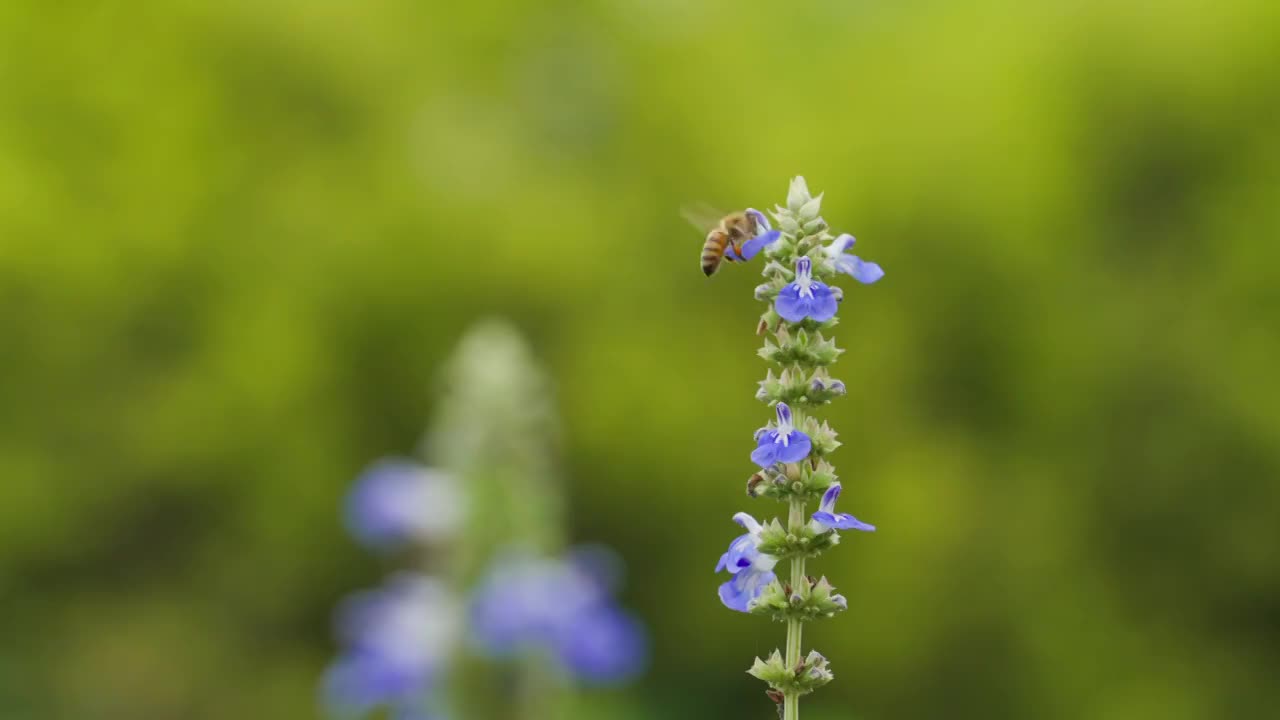 蜜蜂围绕着鼠尾草花飞行采蜜特写视频素材