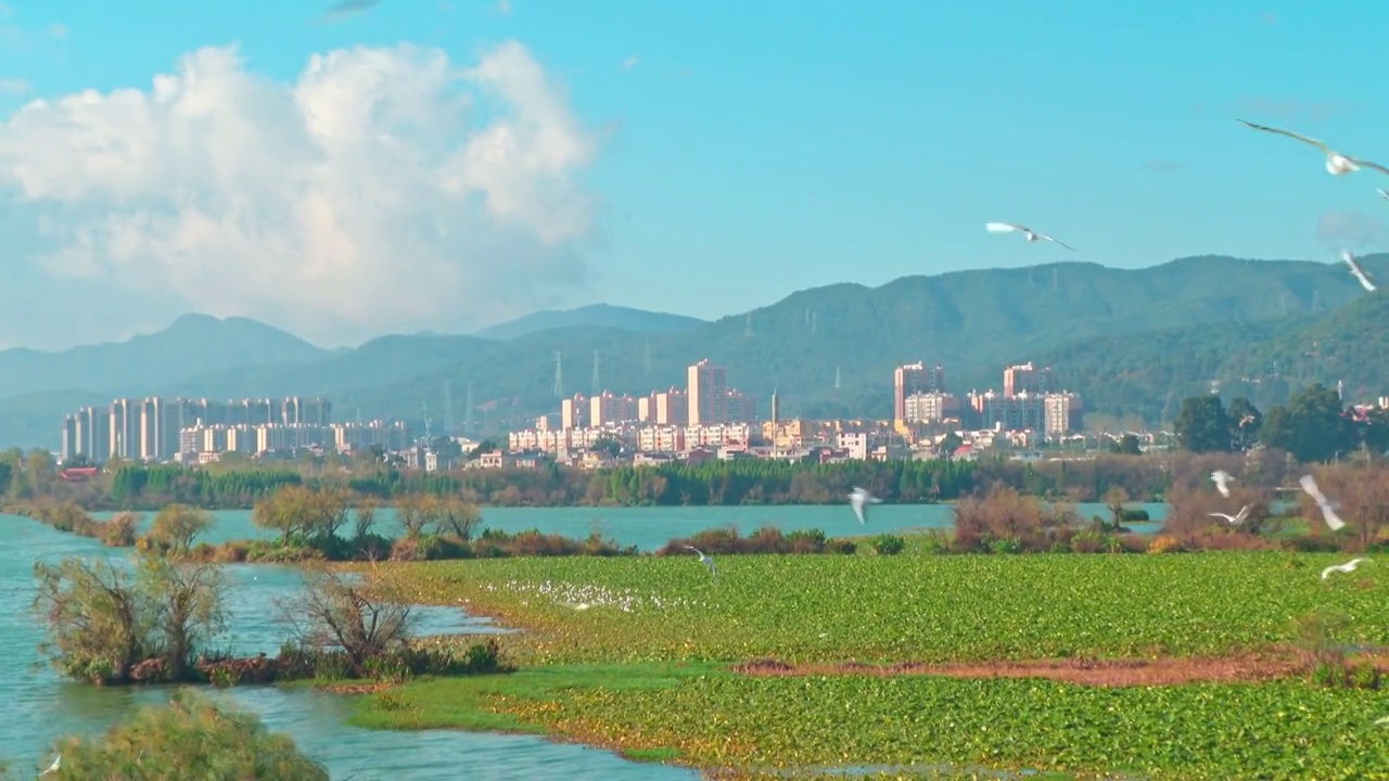 昆明最美环湖路上飞翔的海鸥视频素材