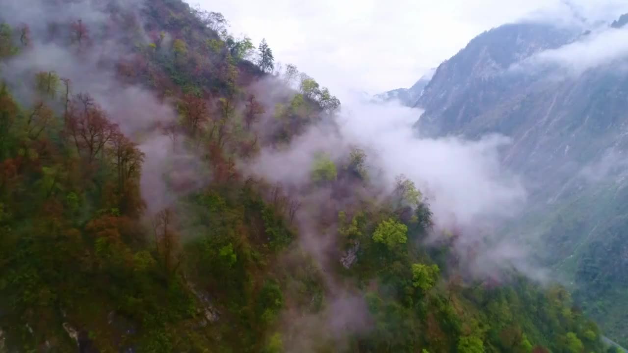 中国四川省卧龙云雾缭绕的山谷视频素材