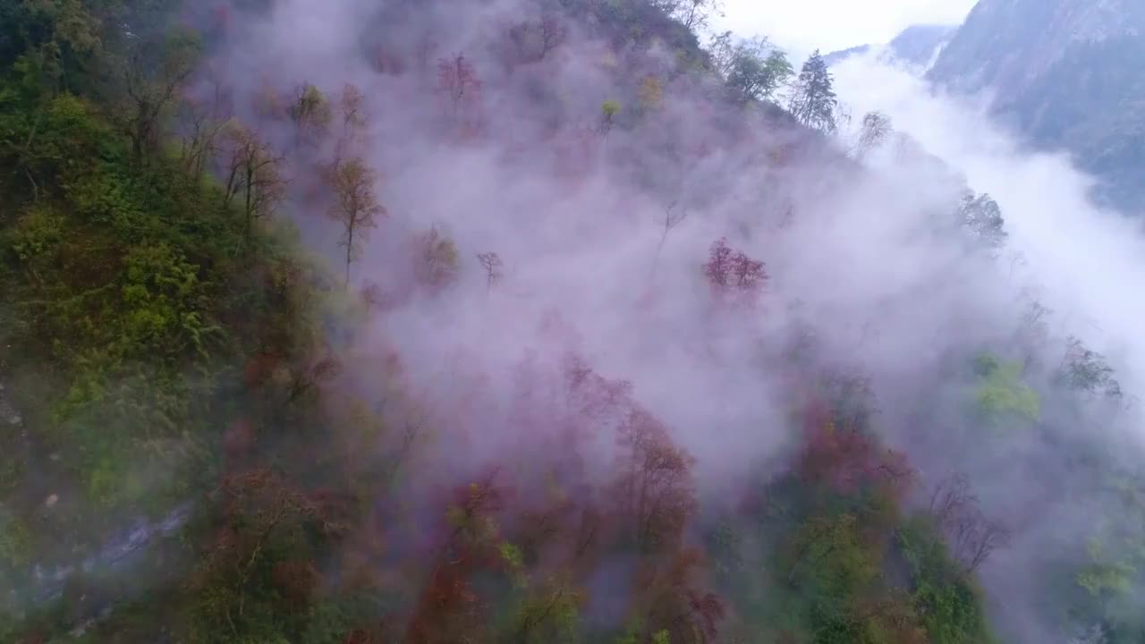 中国四川省卧龙云雾缭绕的山谷视频素材