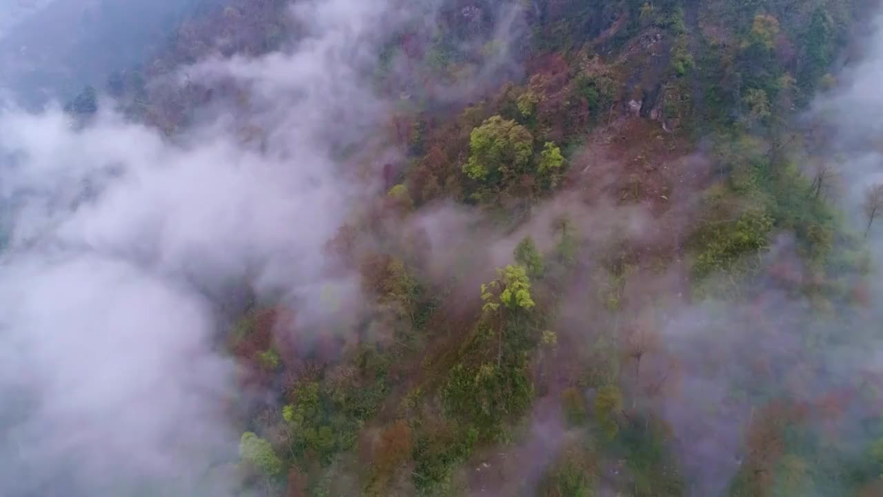 中国四川省卧龙云雾缭绕的山谷视频素材