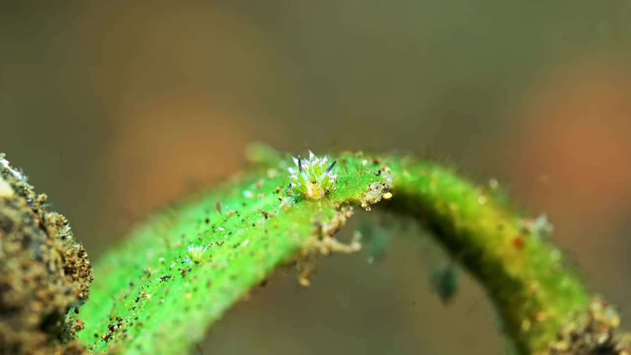 水下摄影神奇神秘的海底世界绵羊海兔海蛞蝓视频素材