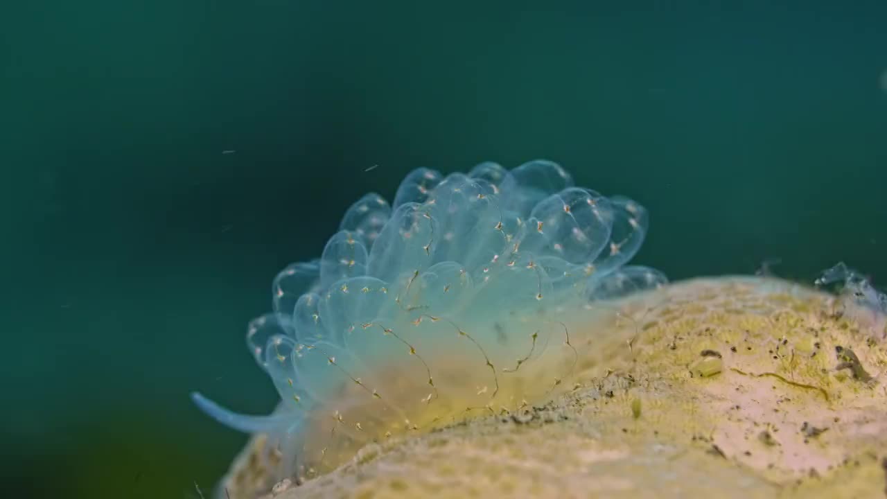 水下摄影神奇神秘的海底世界海兔海蛞蝓视频下载