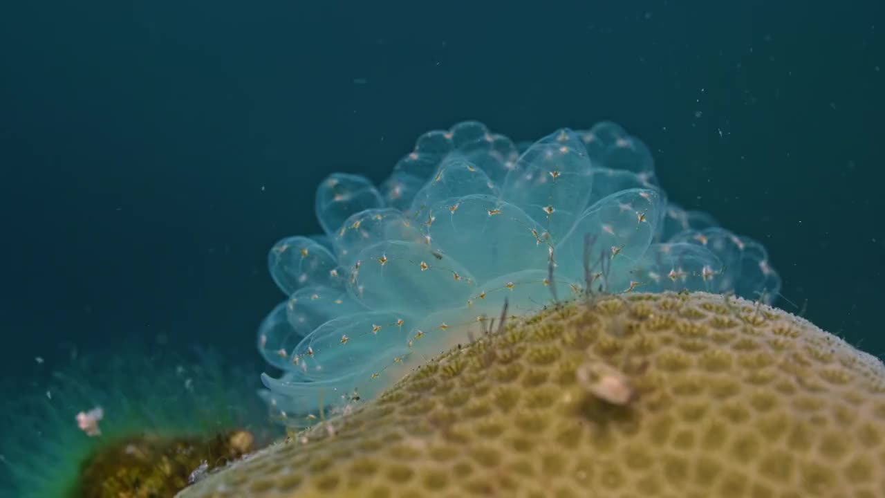 水下摄影神奇神秘的海底世界海兔海蛞蝓视频素材