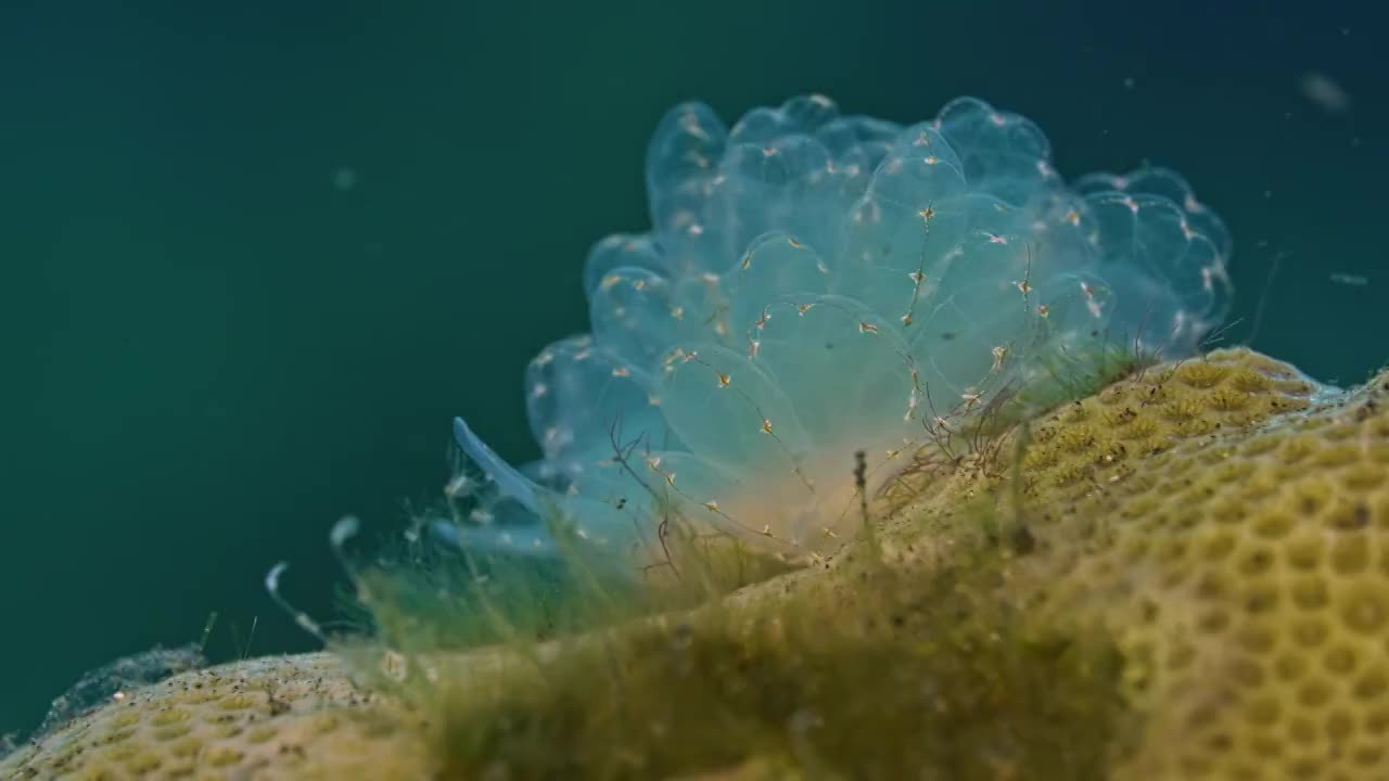 水下摄影神奇神秘的海底世界海兔海蛞蝓视频素材