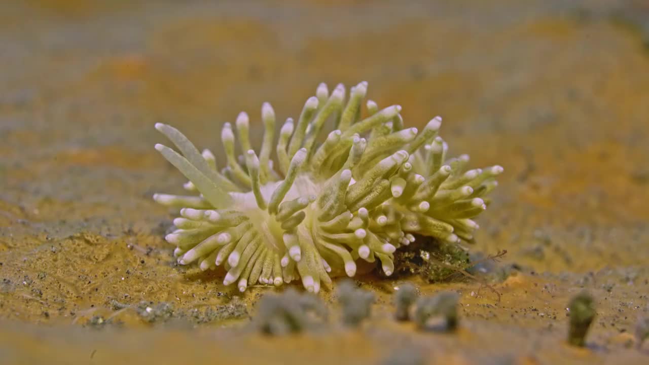 水下摄影神奇神秘的海底世界海兔海蛞蝓视频素材