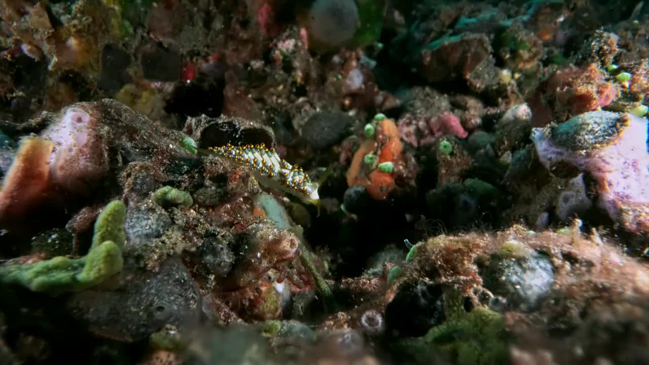 水下摄影神奇神秘的海底世界海兔海蛞蝓视频素材