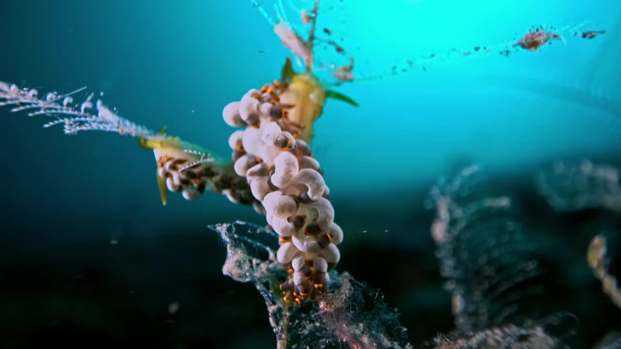 水下摄影神奇神秘的海底世界海兔海蛞蝓视频下载